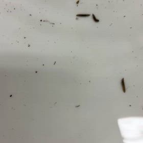 45日の記録の画像