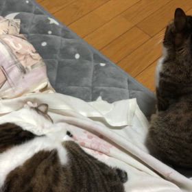 何かある！にゃんず動画からの〜診察無しの薬のみで…本当にびっくり税金が関の山！の画像