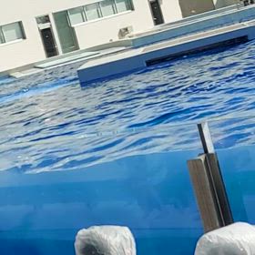 オルカ可愛すぎるの画像