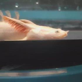 究極レベルの蜃気楼！マニア様必見！必ず買わなきゃ後悔する！の画像