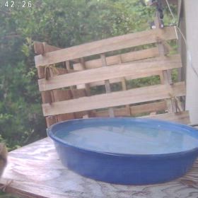 すぎぴたんの事件簿シーズン3　566話（誰ですか？　うーん、ホオジロかな？）の画像