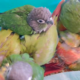 ウロコインコ　パイナップルちゃん販売開始です！の画像