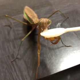 カマ母さん元気です。夕食はエビとヨーグルトのヨーグルト編の画像