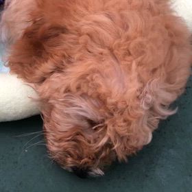 めちゃくちゃ可愛かったの画像