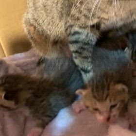 感謝ですの画像