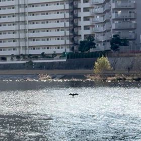 鳥さんの日光浴の画像
