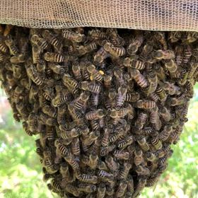 ニホンミツバチ（日本みつばち）の分蜂群（2025年6月入居確認）