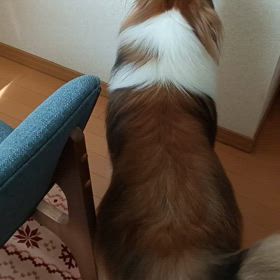 どこに行ったの？の画像