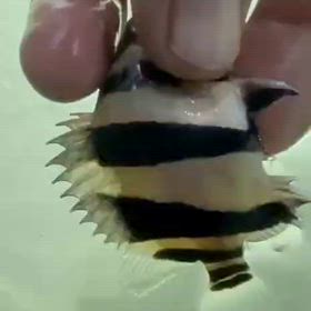 まだまだ極上リアルバンドも輸入しますよ！の画像