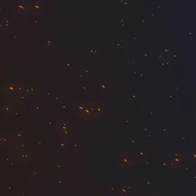 踊って観  て楽しむLeila's Barの画像