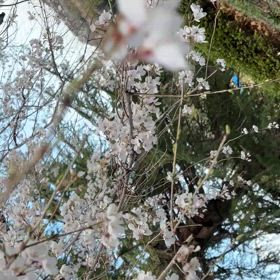 桜咲く〜〜桜はいいねー♡の画像