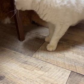 カツオ大好きダン君の画像