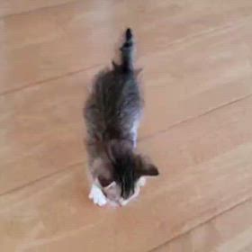 ちび太元気になってきたの画像