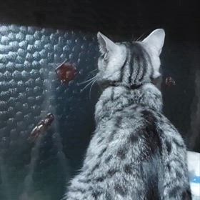 ヤモリのやめ吉の画像