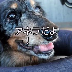 アネラうちのコ記念日　2026/02/09の画像