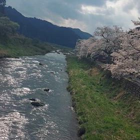美甘村の桜。。満開で素敵でしたよの画像