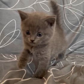 【動画】ブリティッシュショートヘア 男の子の画像