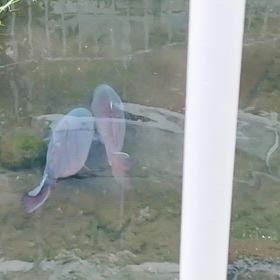 栄養満点な鯉さんの画像