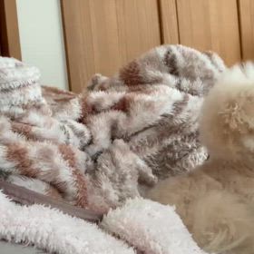 ブラッシング✨の画像