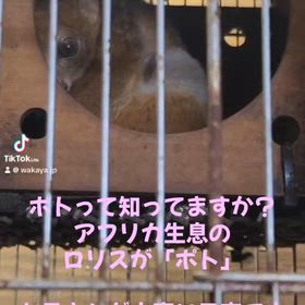 ポト生まれましたの画像