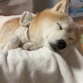 日曜日の日課の画像