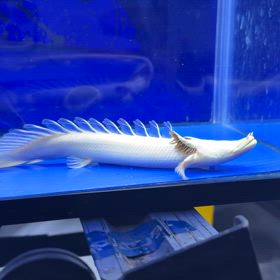 静岡のお客様に最高峰 蜃気楼プラチナブラインドケリーご成約！の画像