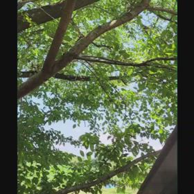 ミンミンゼミ見つけたけど・・・の画像