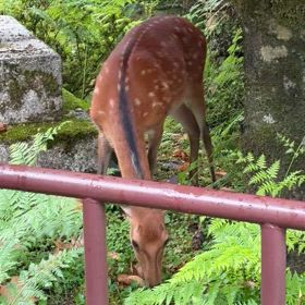 鹿だったの画像