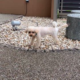 磨きがかかった“ムック君のアラベスク♪”の画像