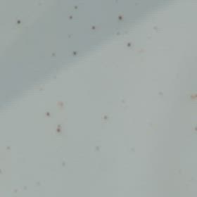 水ダニ発生とめだかへの被害の画像