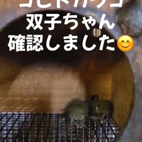 コビトガラゴの画像