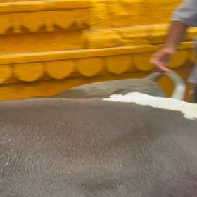 #インドから帰ってきたの画像