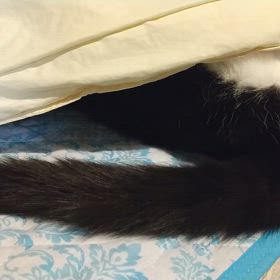 猫の日のFOMCの画像