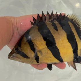 シャムタイガー無事に到着！やっぱりシャムタイガーは KINGの画像
