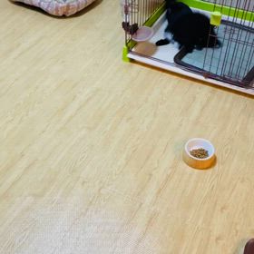 2025年3月6日　効果の画像