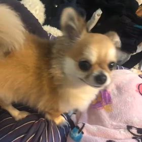 我が家の天ちゃん踊り出す　の画像