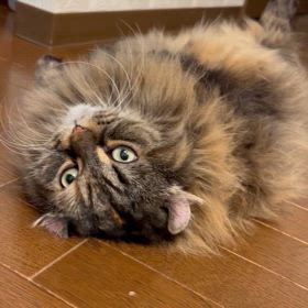 落ちてます！の画像