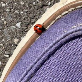 ◉吉兆！【てんとう虫】と、たわむれる　の巻。の画像