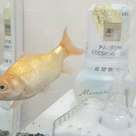 金魚掃除！！の画像
