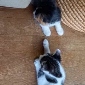 仲のよい子猫の画像