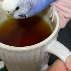 初めましての小鳥ちゃんの画像