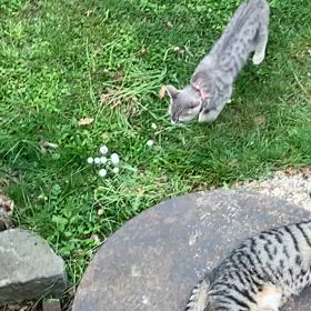 民意を伝えられない日本の画像