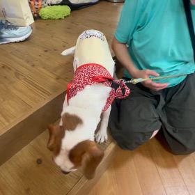 家族募集中　ミックス　鈴ちゃんの画像