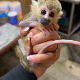 コモンリスザル♂ベビーの画像