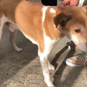 ”拡散希望【緊急里親募集】”の画像