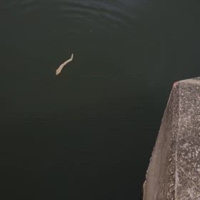 凄いのできました！の画像