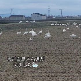 白鳥さん達の画像