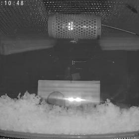 走る 英彦さん。の画像