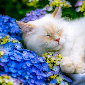 猫は遺伝が非常に強い生き物のため、 大人しい子猫は 大人しい両親からしか 産まれません‼️の画像