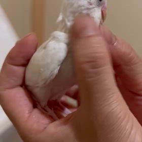 ただただひたすら可愛いいの巻。の画像